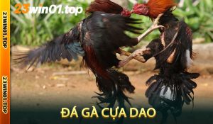 Đá gà cựa dao
