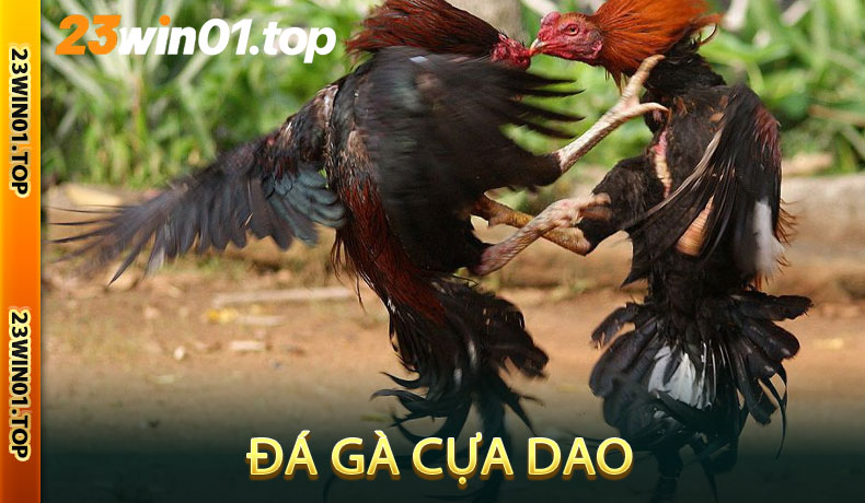 Đá gà cựa dao